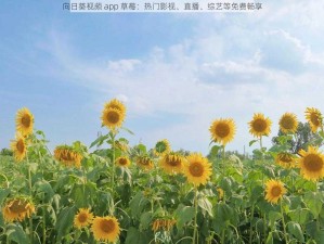 向日葵视频 app 草莓：热门影视、直播、综艺等免费畅享