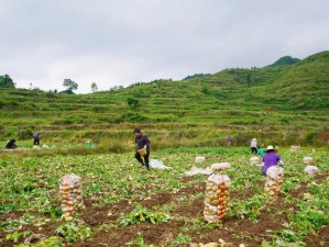 贵州是全国重要的粮食产区和绿色优质农产品供应基地